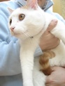 Néo, chat blanc et roux "Un amour de chat" Dsc05211