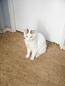 Néo, chat blanc et roux "Un amour de chat" Dsc05215