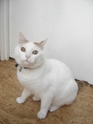 Néo, chat blanc et roux "Un amour de chat" Dsc05216
