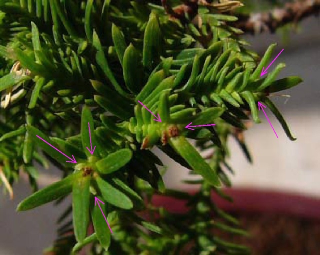 Chamaecyparis thyoides Nouvea13