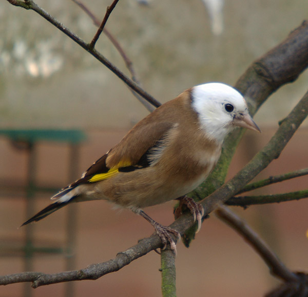 chardonnerets leucistiques Goldfi11