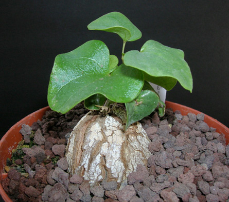 Dioscorea mexicana (syn. macrostachya) Dscn1210