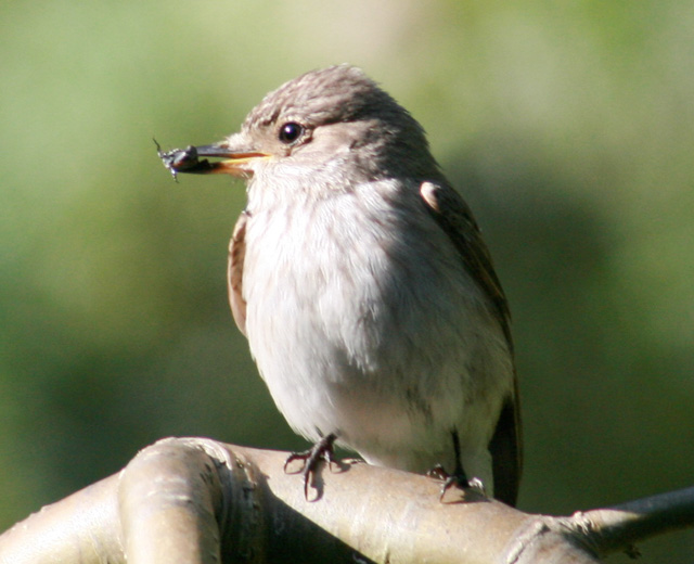 Gobemouche gris Img_6712