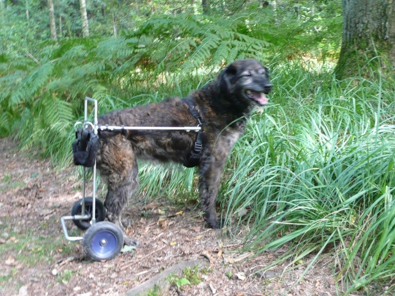 A vendre charriot de paralysie pour chien handicapé (roulettes) Mandy-12