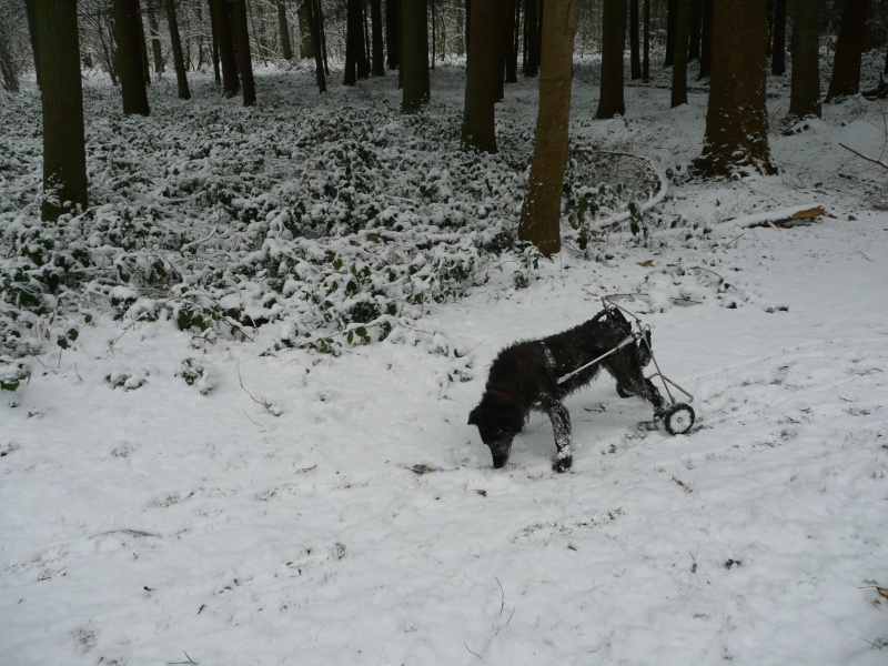 A vendre charriot de paralysie pour chien handicapé (roulettes) Mandy-14