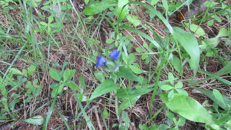 les fleurs des gorges de St Pierre St_pie79