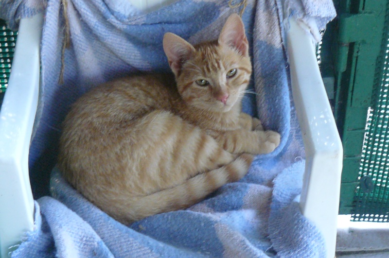 Caramel chaton handicapé cherche famille en refuge dans le 47 P1130437