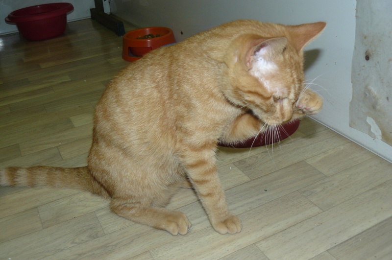 Caramel chaton handicapé cherche famille en refuge dans le 47 P1130913