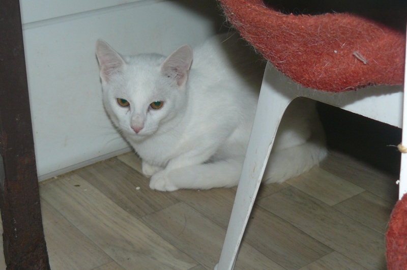Caramel chaton handicapé cherche famille en refuge dans le 47 P1130916