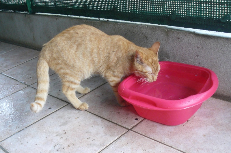 Caramel chaton handicapé cherche famille en refuge dans le 47 P1140012