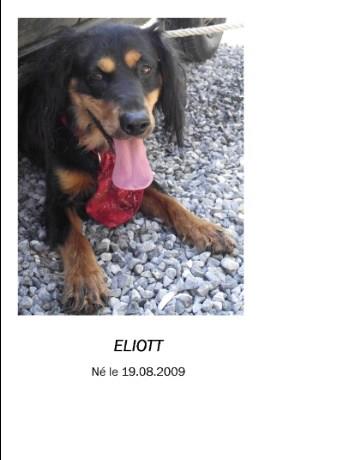 Elliot, crois Setter de 3 ans (59) Elliot11