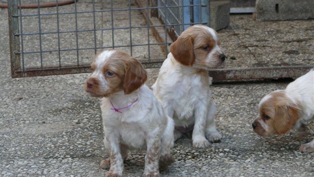 vends chiots epagneul breton P1070512