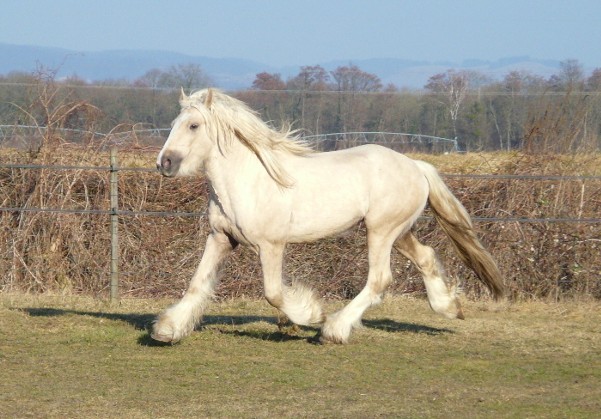 ALLSTAR, jeune étalon palomino en Alsace - nouvelles photos P2 1110