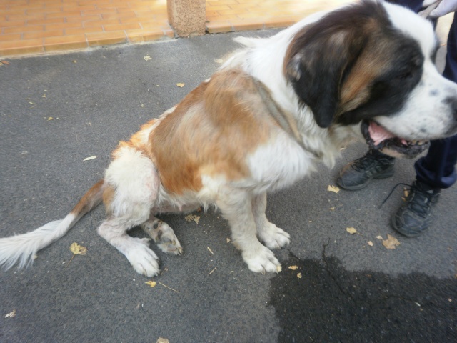 Galice, jolie femelle St Bernard PL de 8 ans en danger dans l'Hérault (34) St_ber10