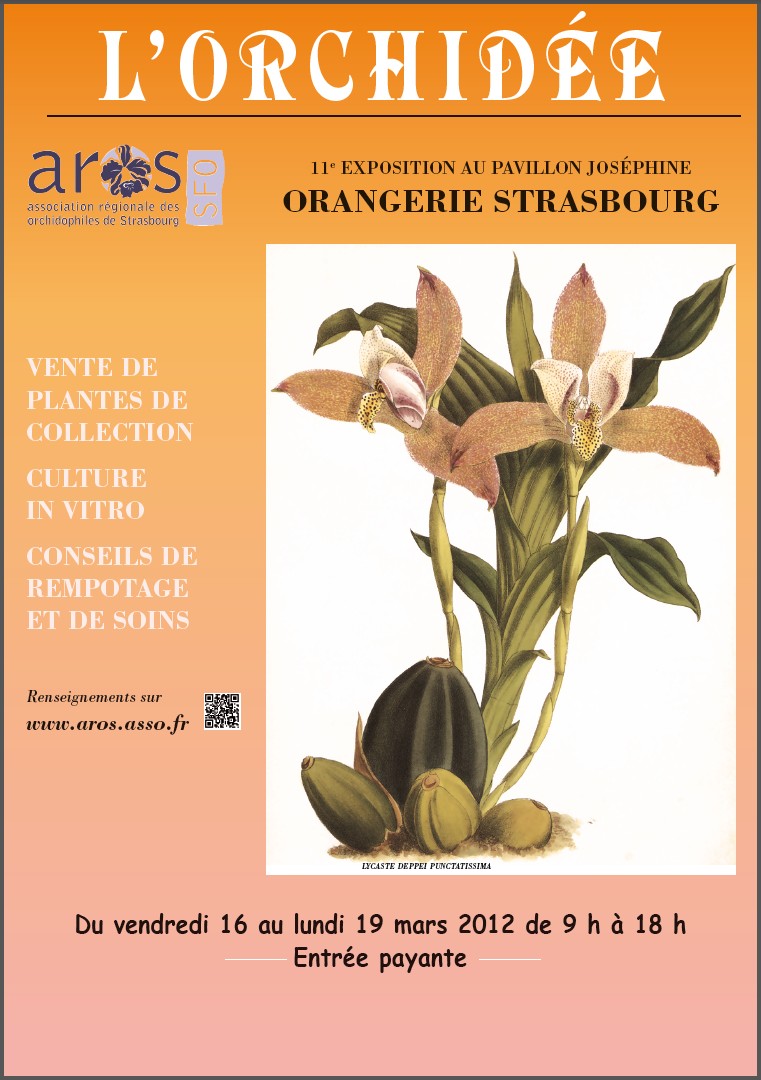 Orchidées Strasbourg Image_10