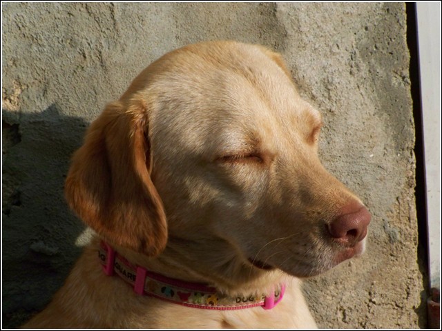 BESSIE (type labrador) - Page 3 100_3716