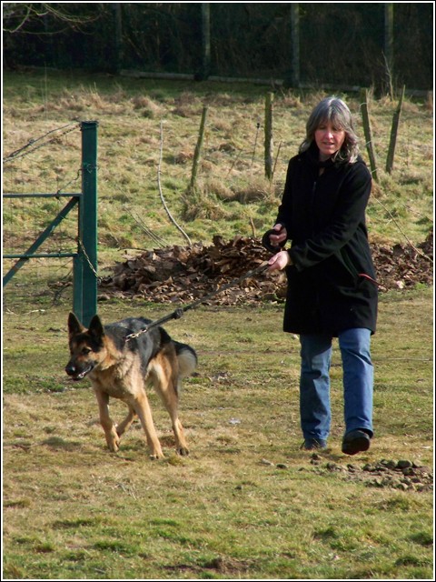 Chipie  (berger Allemand) 100_3719