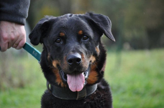 BELLA (rottweiller) - Page 3 Dsc_0312