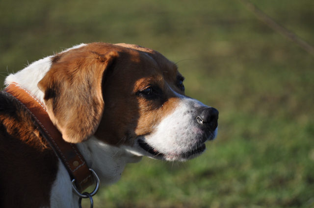 RICKY (Beagle) Dsc_0348