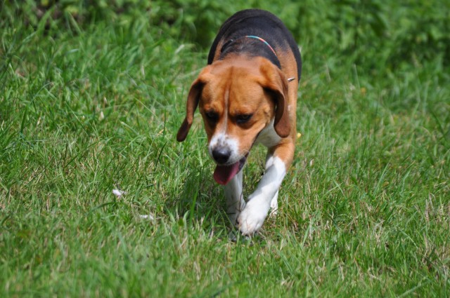 CHIPS (Beagle) Dsc_0510