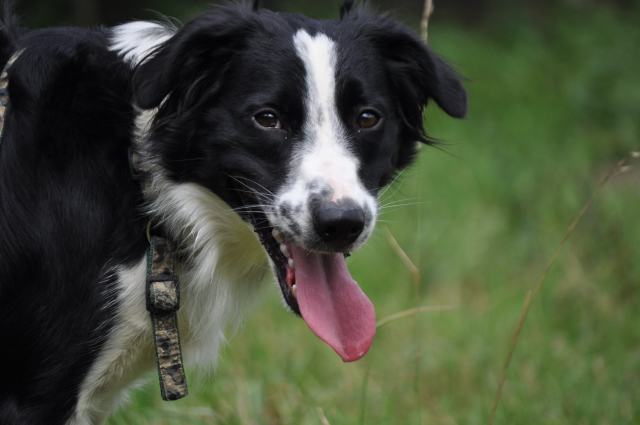 FALCO (Type Border collie) Dsc_0529