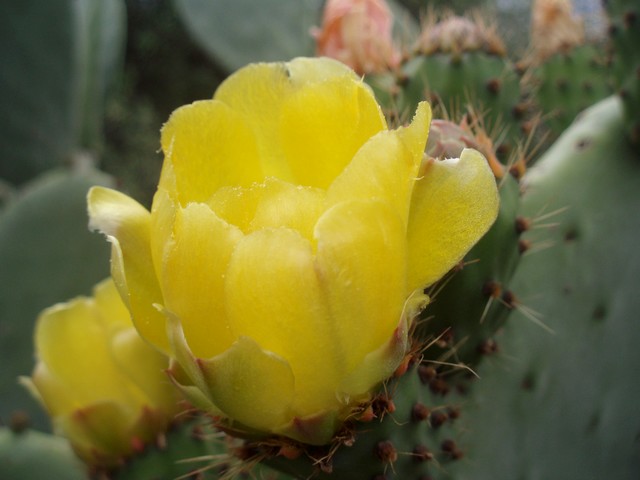 Les optunia sont en fleurs ! P5244512