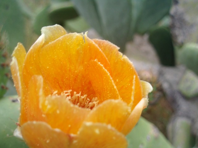 Les optunia sont en fleurs ! P5244515