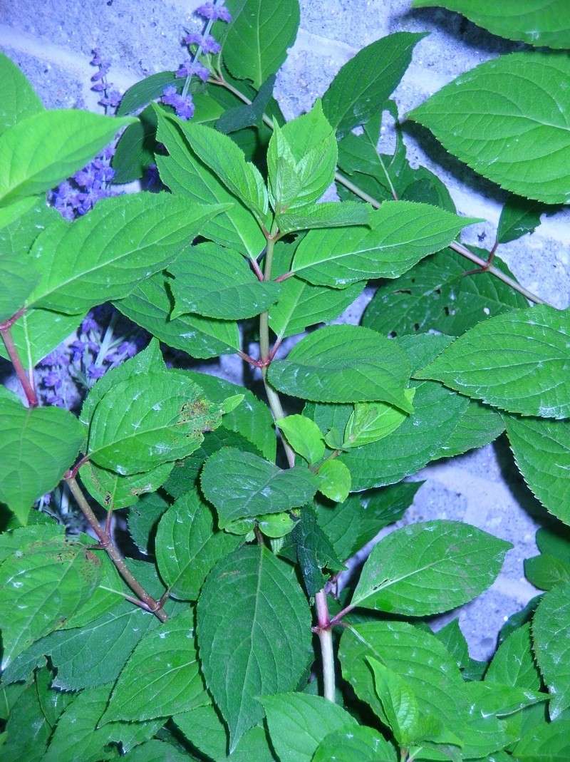 arbuste à identifier est-ce un hydrangea Samedi19