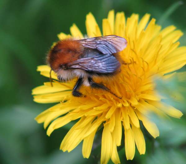 De eerste hommel maakt de lente niet, maar toch... Img_1412