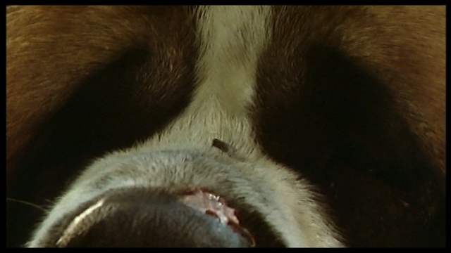 CUJO [ 1983 ] Vlcsna13