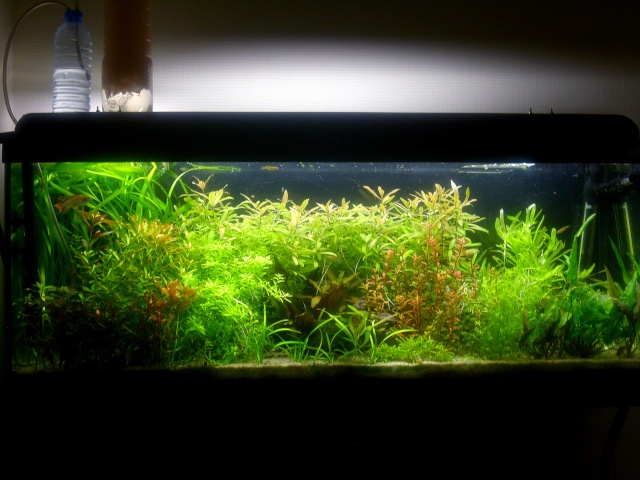 Mes aquariums... Du changement ! - Page 9 Dsci1527