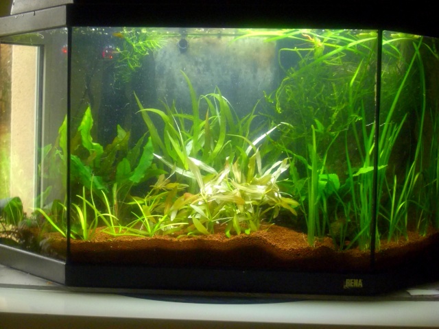 Mes aquariums... Du changement ! - Page 10 Dsci1558