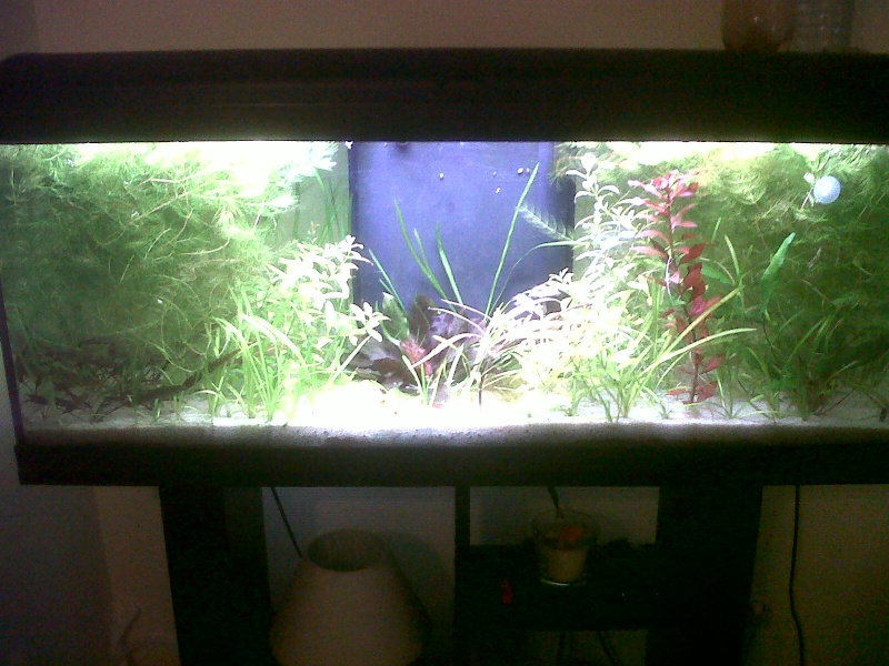 Mes aquariums... Du changement ! Img00046