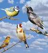 Cours de jeunes tireurs : mais où va-t-on??? - Page 5 Oiseau10