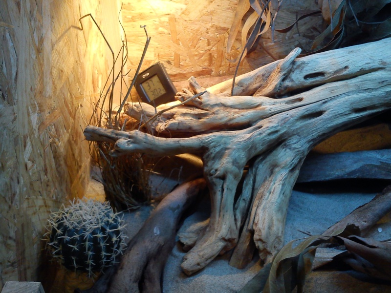 terrarium pogona henrylawsoni