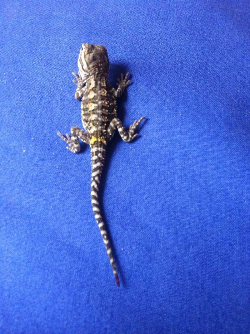 Pogona henrylawsoni J10