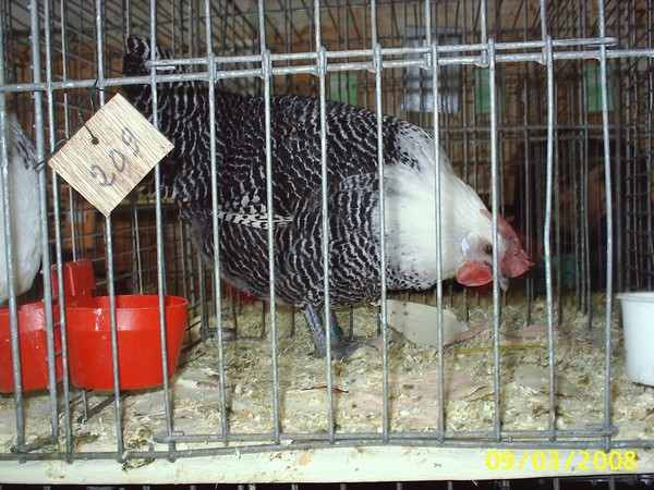 poule  braeckel argentée Poule_16