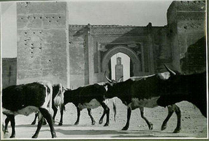 Meknès, la Ville Ancienne et les 2 Mellahs - 1 - Page 18 Bab_be10