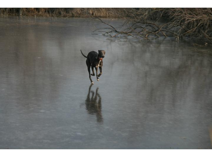 Co-voiturage de chien... Ca y est, elle est à bon port !!! - Page 6 Diapos50