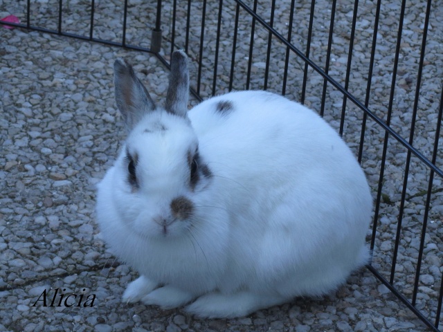 [Adoptée] Orfée, lapine blanche et marron (49) Img_2713