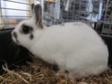 [Adoptée] Orfée, lapine blanche et marron (49) Img_0616
