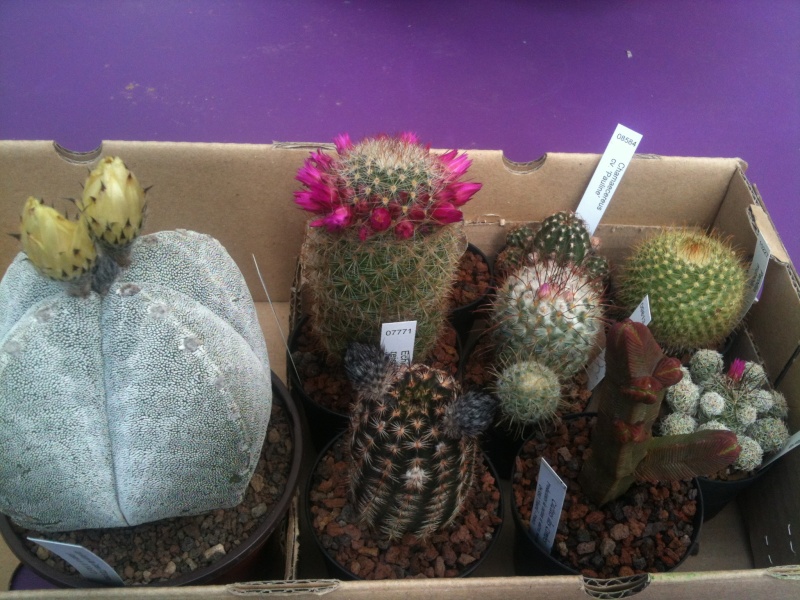 Fête des fleurs et plantes rares à La Roche de Glun Cactus10