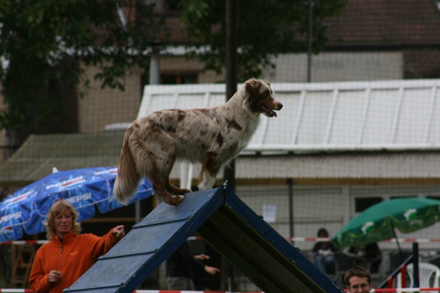 Photos de leuven Honden15