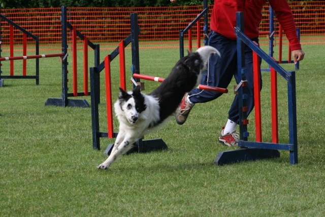 Photos de leuven Honden25