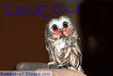 animaux - Page 2 Hibou10