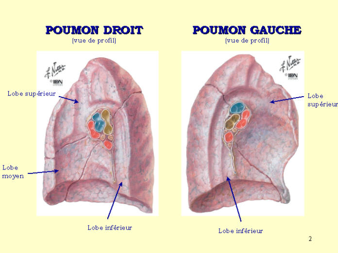 Anatomie des poumons en images 210