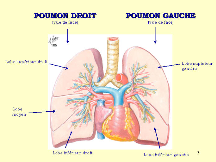 Anatomie des poumons en images 310