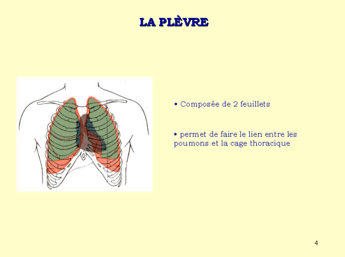 Anatomie des poumons en images 410