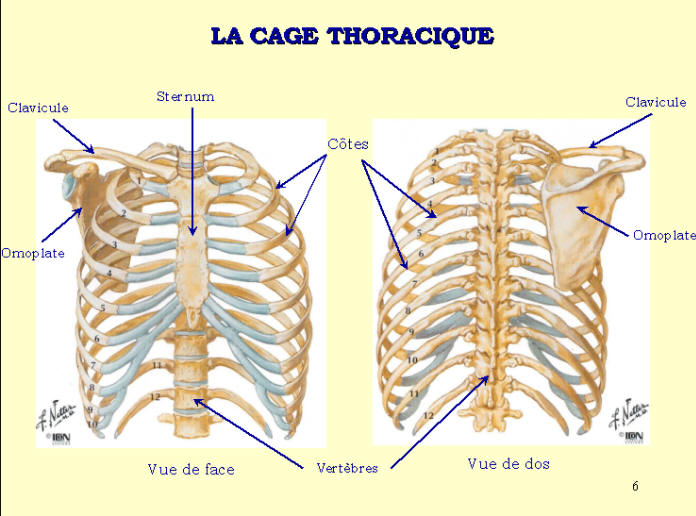 Anatomie des poumons en images 611