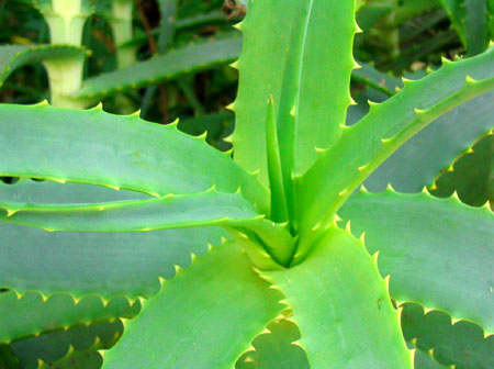 La plante Aloe Vera  Aloe-v10